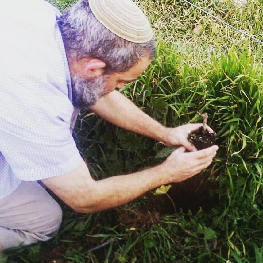 Hebron Vineyard Replanted after Antisemitic Vandalism